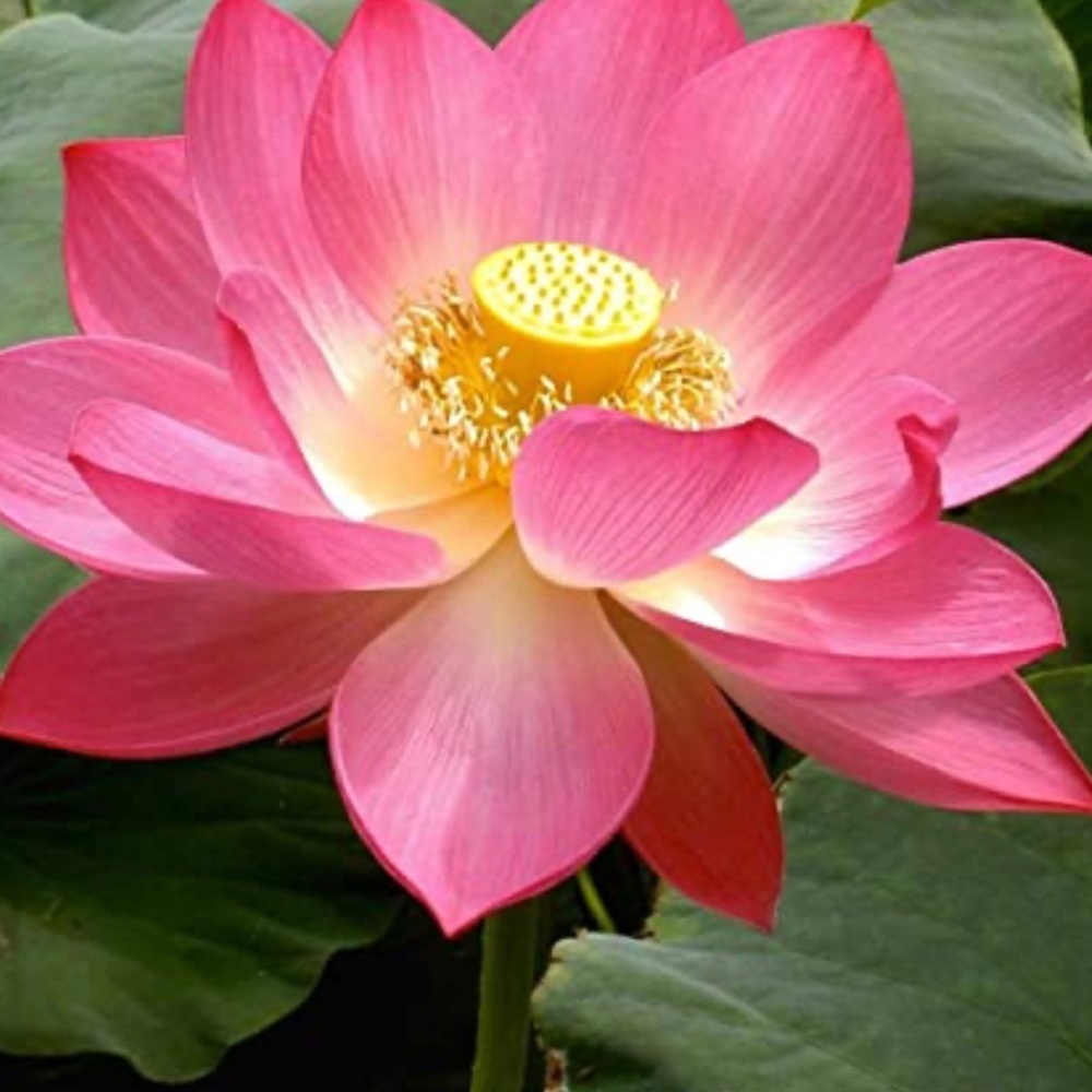 Meet your Posher, Namaia